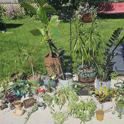 Assorted tropical plants