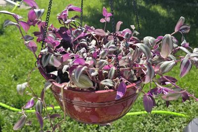 picture of 'Jewbers' the plant